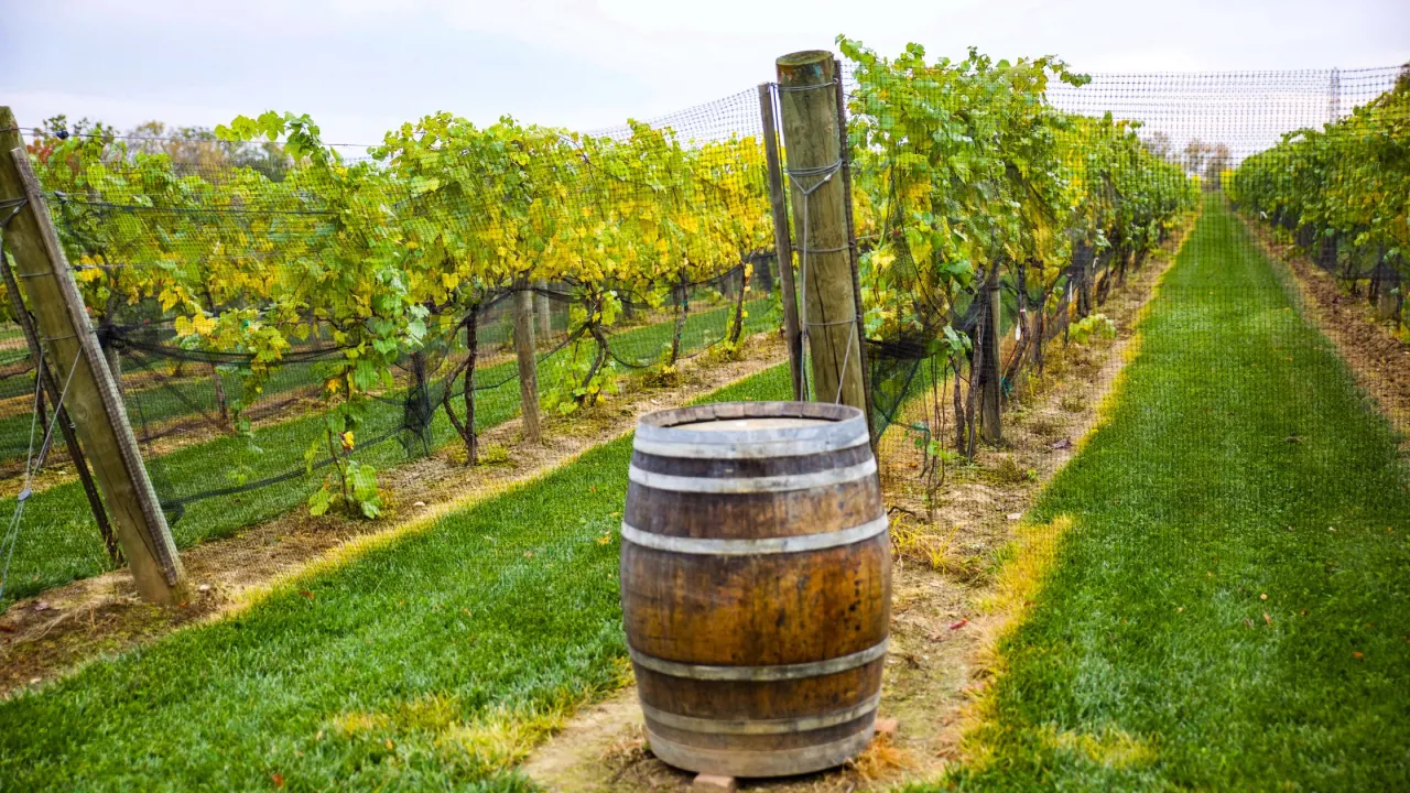 Vineyard rows and a wine barrel in Long Island wine country